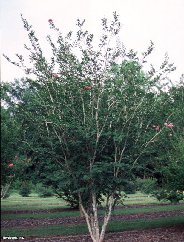 Crapemyrtle