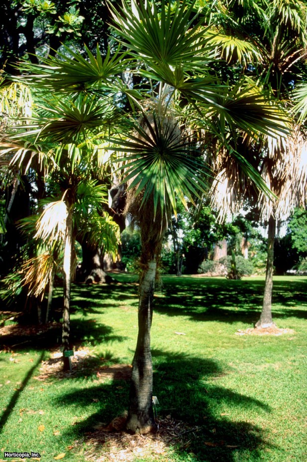 yaşlı adam palmiye