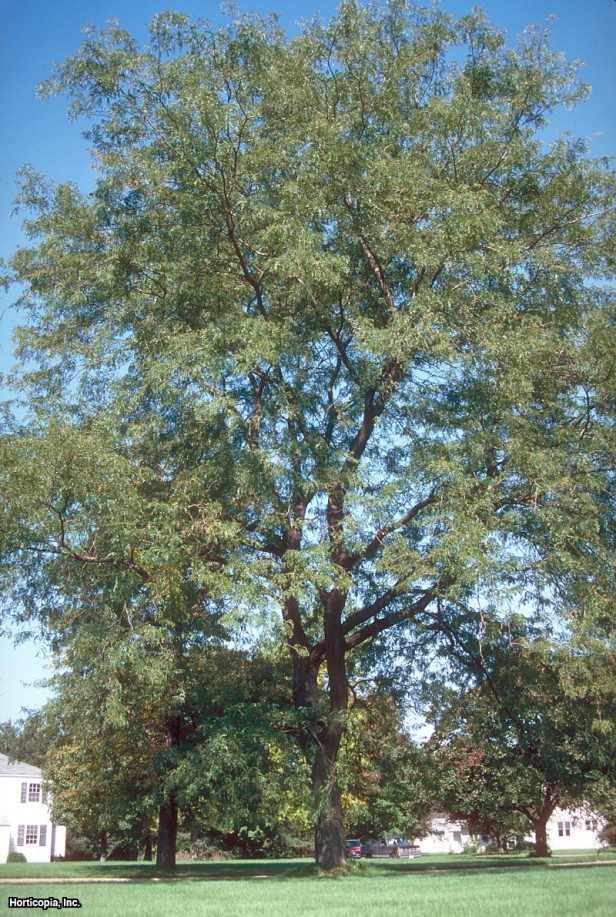 Dikensiz Bal Çekirgesi