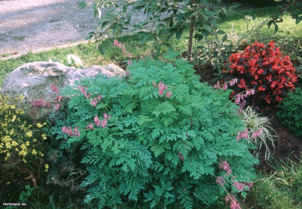 Saçaklı Kanayan Kalp