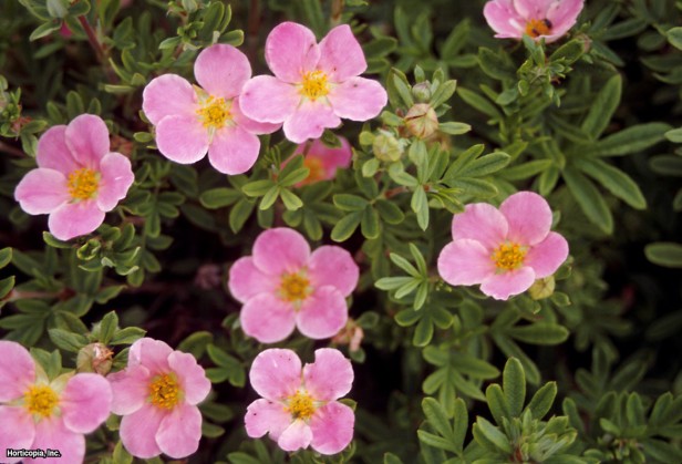 Çalı beşparmakotu