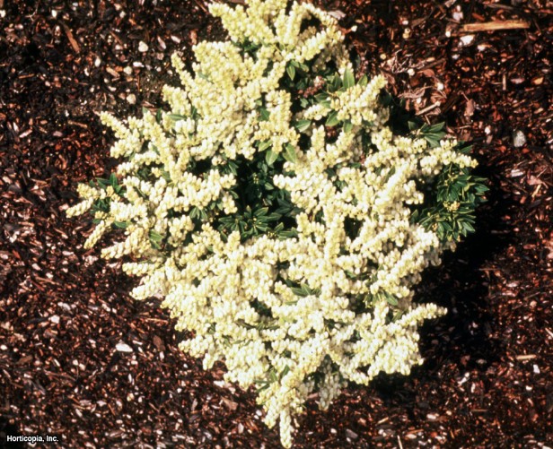 Vadideki Zambak çalısı