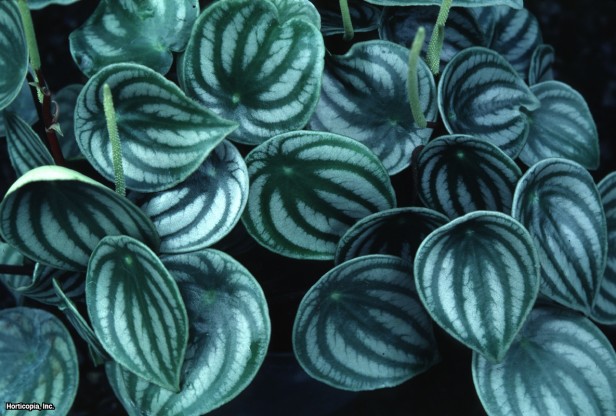 Karpuzlu Peperomia