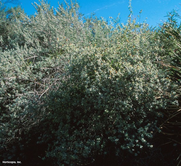 Yünlü Kelebek Çalısı