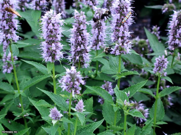 Meksika çördükotu