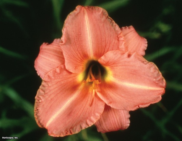 Daylily