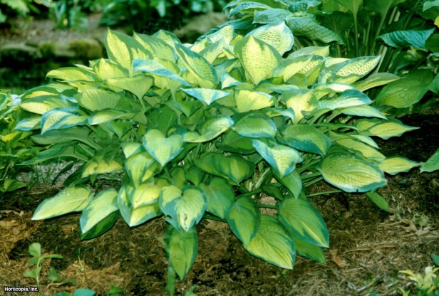 Hosta