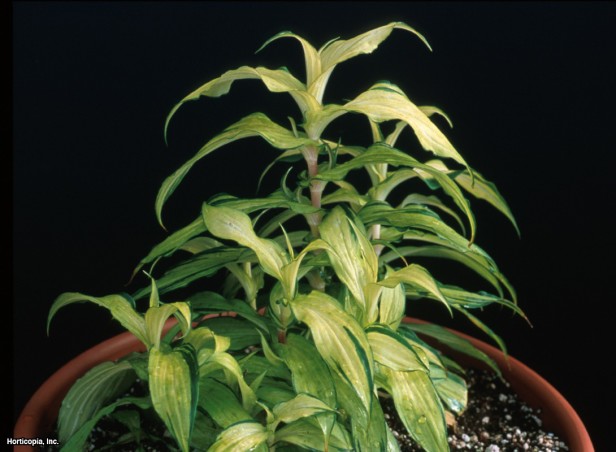 Hibrit Kurbağa Zambak