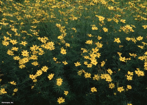 Threadleaf Coreopsis