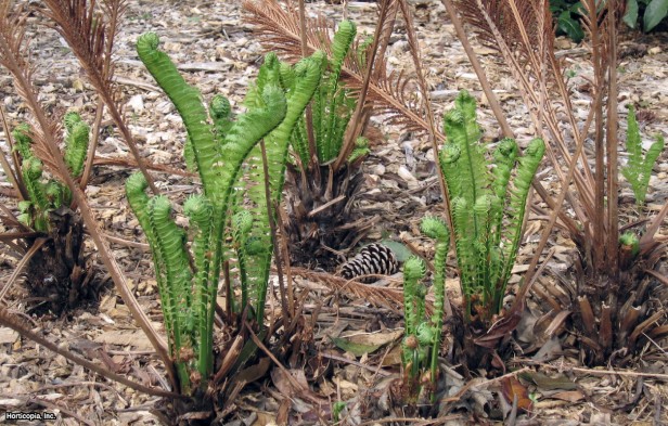 Devekuşu Eğreltiotu