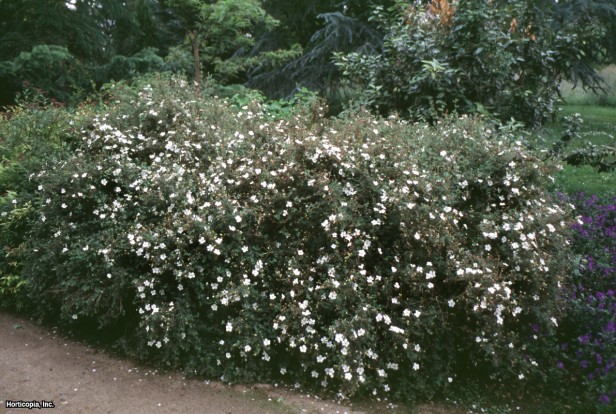 Çalı beşparmakotu
