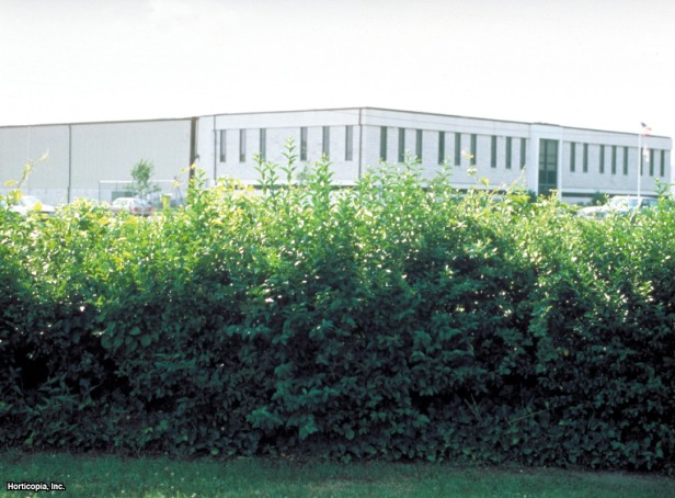 Bayağı Kurtbağrı