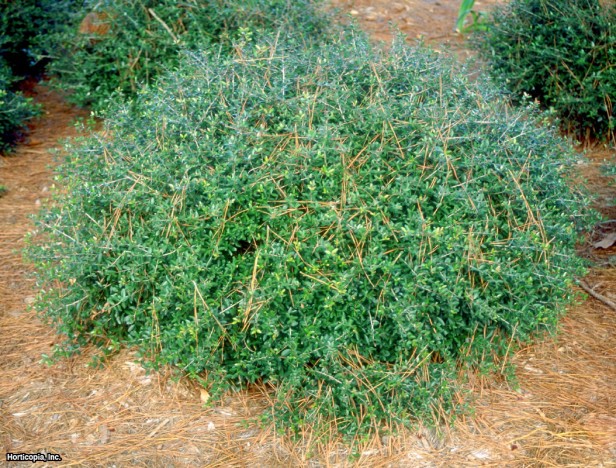 Yaupon Holly
