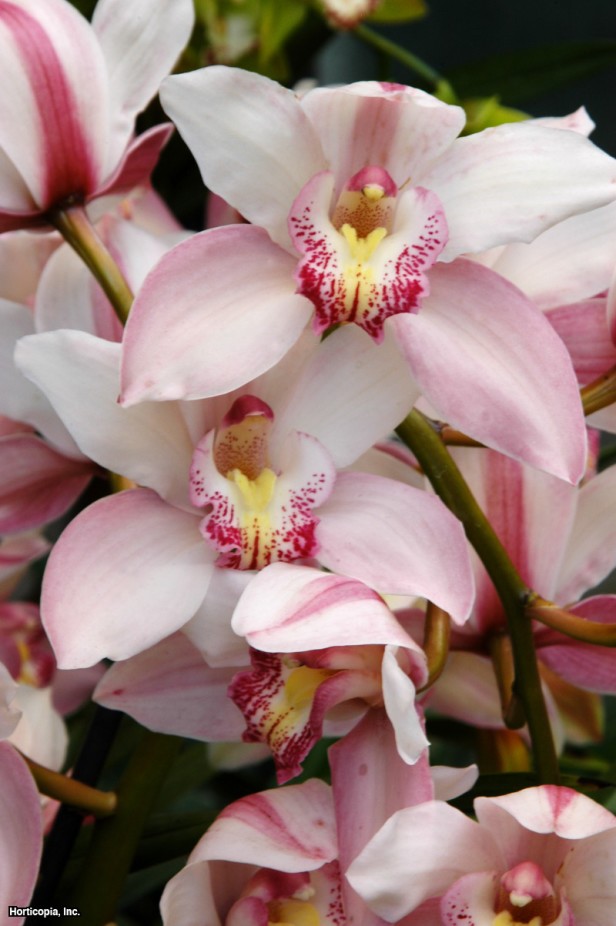 Cymbidium Orkide