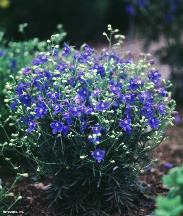 Cüce Delphinium