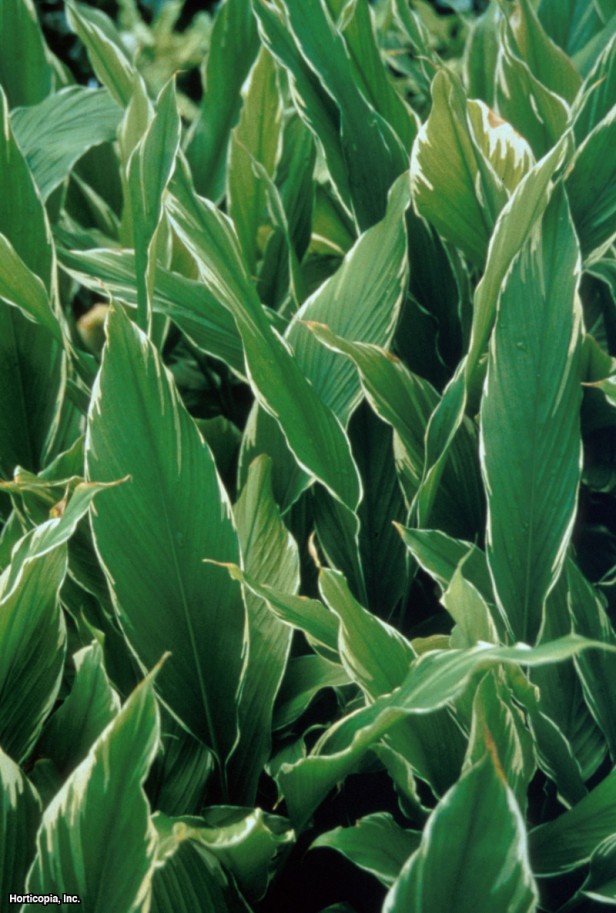 Kraliçe Zambak Zencefil