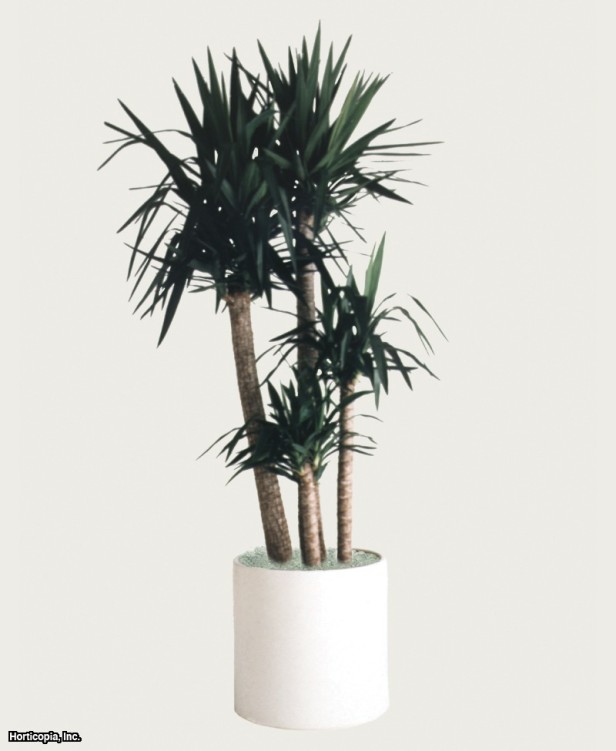 Kırmızı Kenar Dracaena