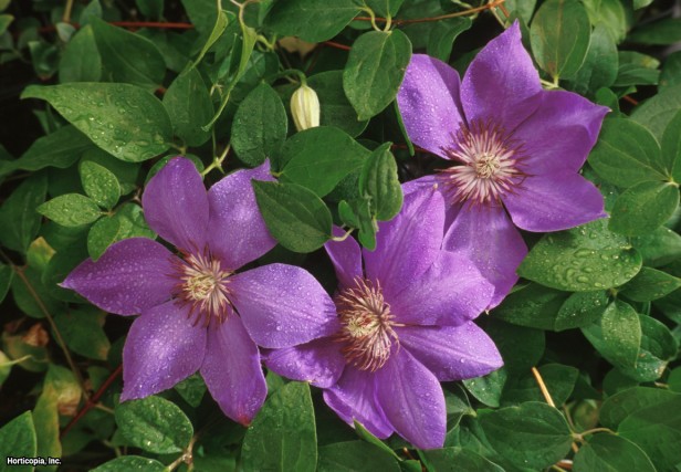 Jackman yabanasması