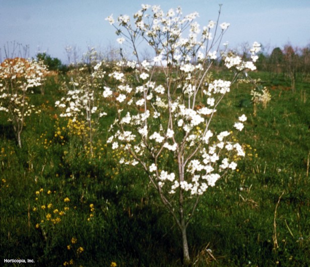 çiçekli kızılcık