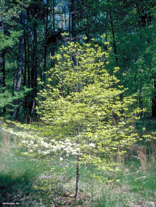 çiçekli kızılcık