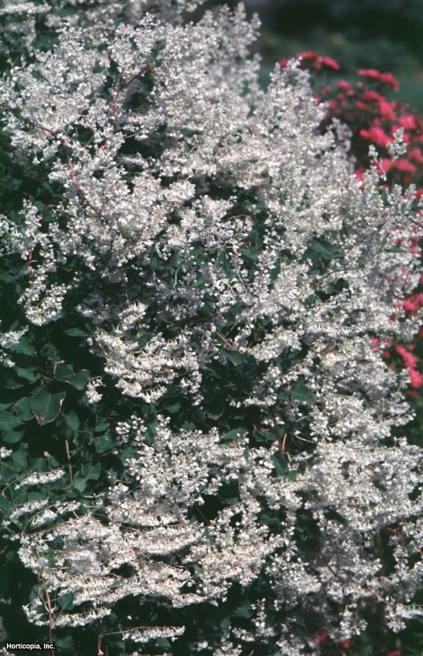 Tatlı Sonbahar Yabanasması