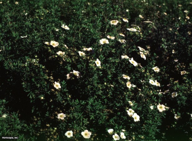 Çalı beşparmakotu