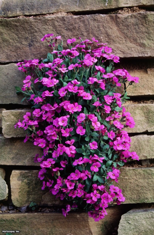 Yanlış Kaya teresi