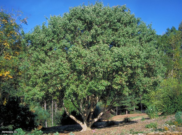 Üç Dişli Akçaağaç