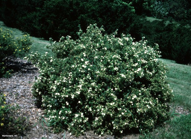 Çalı beşparmakotu