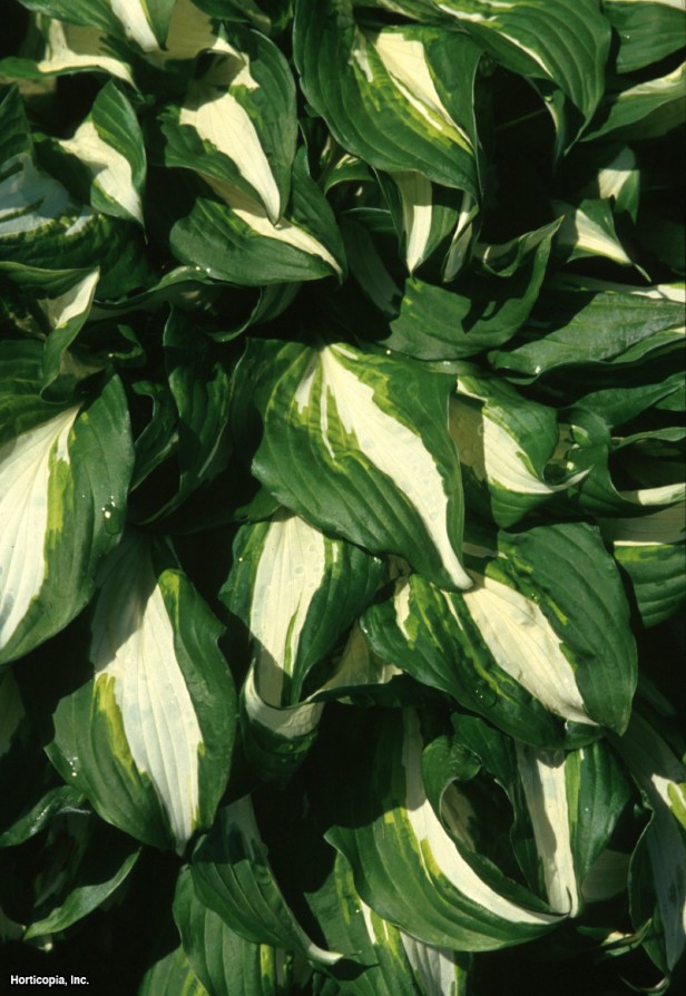 Hosta