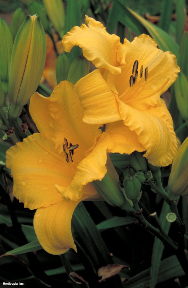 Daylily