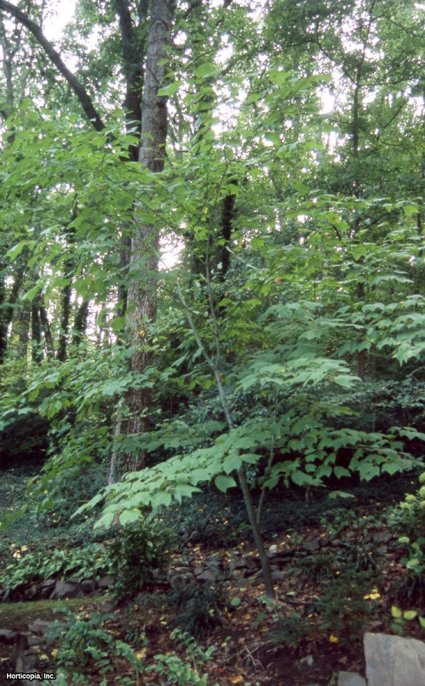 Yılan Kabuğu Akçaağacı