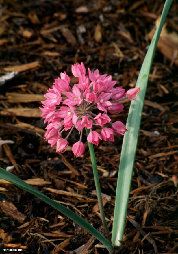 Pembe Zambak Pırasa