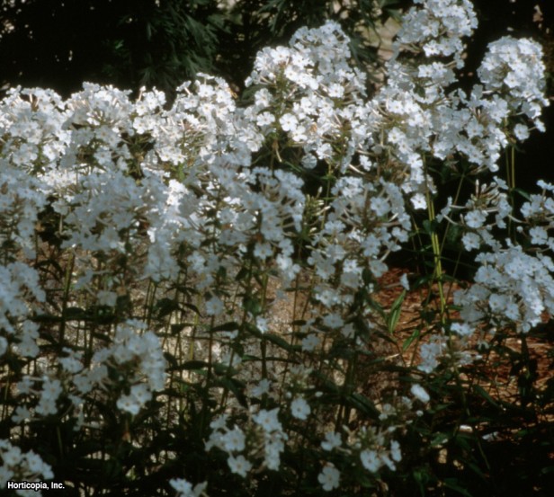 çayır phlox