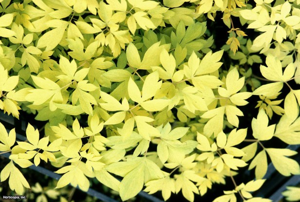 Yaygın Kanayan Kalp