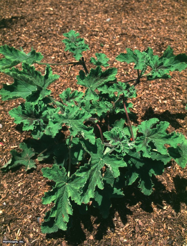 Tatlı Kokulu Sardunya