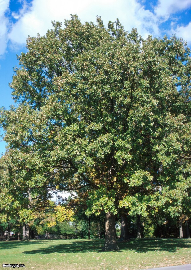 Bataklık Beyaz Meşe