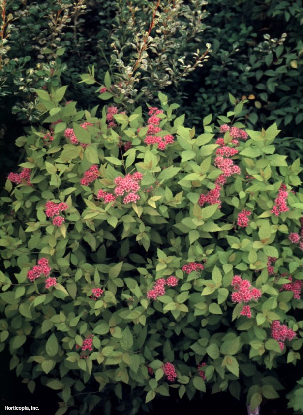 Japonca Spirea