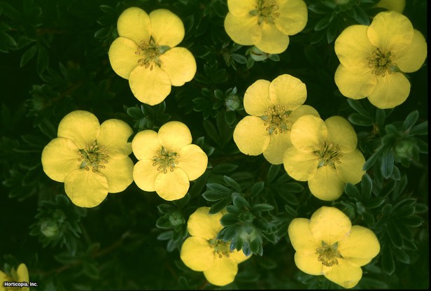 Çalı beşparmakotu