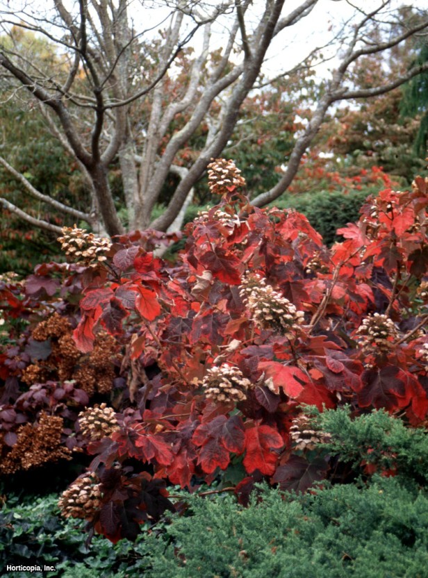 meşe yaprağı ortanca