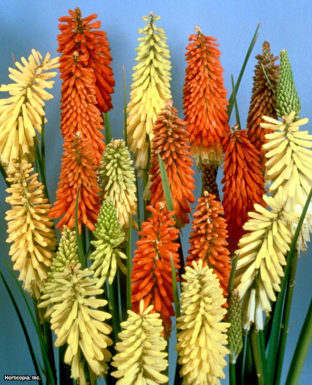 Kırmızı Sıcak Poker