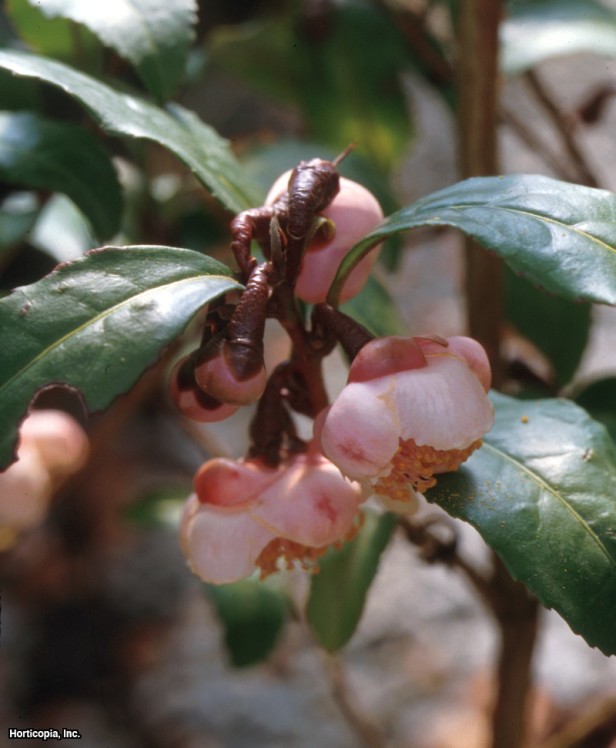 Çay Ağacı Kamelyası