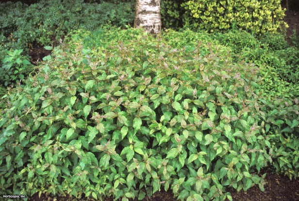 Paniklenmiş kızılcık