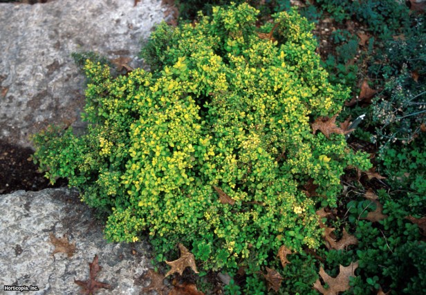 Japonca Spirea