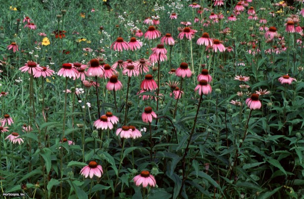 Mor Coneflower