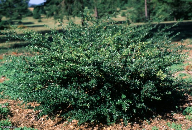 Japon çobanpüskülü