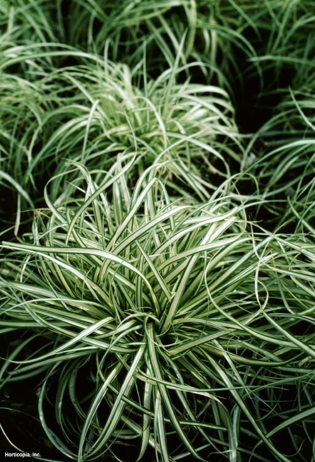 Alacalı Japon Sazı