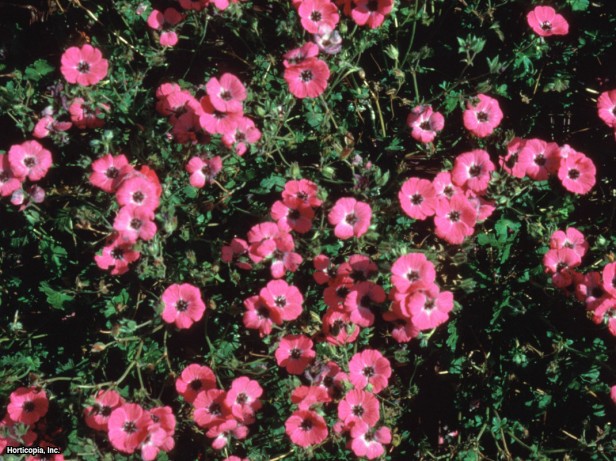 Gri Yapraklı Vinç Gagası