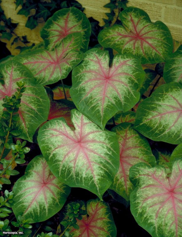 Süslü Yapraklı Caladium