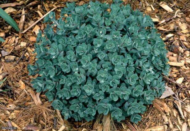 Japon Stonecrop